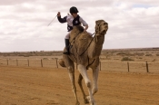camel;dromedary-camel;camelus-dromedarius;camel-race;girls-riding-camels;camel-jockeys;one-humped-ca