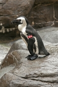 african-black-footed-penguin-picture;african-black-footed-penguin;african-penguin;spheniscus-demersu