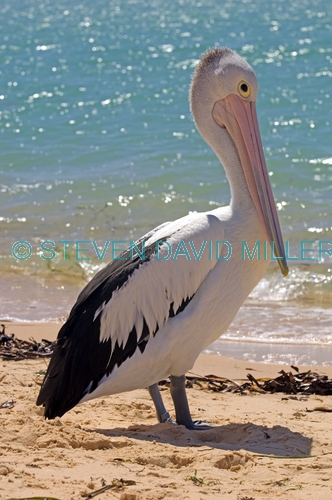 australian pelican picture;australian pelican;pelican;pelecanus conspicillatus;pelican standing on beach;pelican beside the water;steven david miller;monkey mia;shark bay;western australia;natural wanders