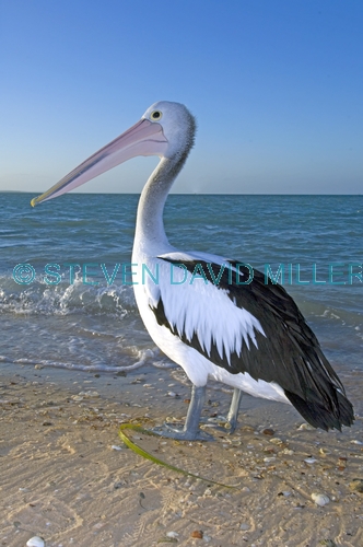australian pelican picture;australian pelican;pelican;pelecanus conspicillatus;pelican standing on beach;pelican beside the water;steven david miller;monkey mia;shark bay;western australia;natural wanders