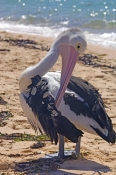 australian-pelican-picture;australian-pelican;pelican;pelecanus-conspicillatus;pelican-preening-on-b