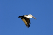 australian-pelican-picture;australian-pelican;pelican;pelecanus-conspicillatus;pelican-flying;pelica