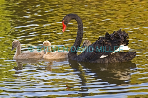 black swan picture;black swan;black swan with signet;black swan signet;black swan family;cygnus atratus;perth;western australia;western australia state bird;steven david miller;natural wanders