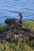 black-swan-picture;black-swan;cygnus-atratus;black-swan-egg;black-swan-on-nest;nesting-black-swan;sw