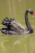 black-swan-picture;black-swan;australian-swan;cygnus-atratus;western-australia-emblem;state-bird-of-