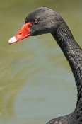 black-swan-picture;black-swan;australian-swan;cygnus-atratus;western-australia-emblem;state-bird-of-