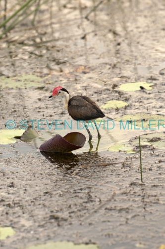 comb-crested jacana picture;comb-crested jacana;comb crested jacana;jacana;irediparra gallinacea;australian jacana;bird with big feet;bird with red crest;bird with red comb;bird on lily pad;kakadu national park;south alligator river;yellow waters;yellow waters cruise;far north;northern territory;australian birds;australian national parks;steven david miller;natural wanders