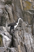 black-faced-cormorant-picture;black-faced-cormorant;black-faced-cormorant;phalacrocorax-fuscescens;b