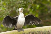 little-pied-cormorant-picture;little-pied-cormorant;cormorant;little-pied-cormorant-drying-wings;pha