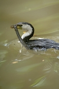 little-pied-cormorant-picture;little-pied-cormorant;little-pied-cormorant;cormorant;little-pied-corm