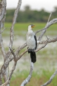 little-pied-cormorant-picture;little-pied-cormorant;cormorant;little-pied-cormorant-on-tree;cormoran