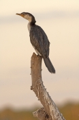 little-pied-cormorant-picture;little-pied-cormorant;juvenile-little-pied-cormorant;cormorant;little-