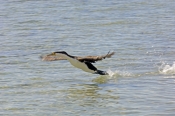 pied-cormorant-picture;pied-cormorant;phalcrococorax-varius;cormorant;bird-in-flight;bird-landing-on