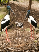 black-necked-stork-picture;black-necked-stork;black-necked-stork;black-neck-stork;jabiru;ephippiorhy