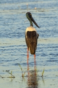 black-necked-stork-picture;black-necked-stork-picture;black-necked-stork;black-necked-stork;jabiru;a