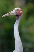 brolga-picture;brolga;tall-bird;australian-birds;grus-rubicunda;australian-cranes;big-bird;crane;bro