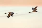 brolga;brolgas;brolgas-flying;brolgas-in-flight;grus-rubicunda;australian-crane;crane;kakadu-nationa