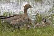 australian-wood-duck-picture;australian-wood-duck;maned-duck;chenonetta-jubata;wood-duck-ducklings;w