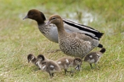 australian-wood-duck-picture;australian-wood-duck;maned-duck;chenonetta-jubata;wood-duck-ducklings;w