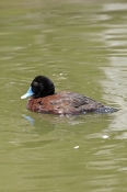 blue-billed-duck-picture;blue-billed-duck;blue-billed-duck;male-blue-billed-duck;blue-billed-male;bl