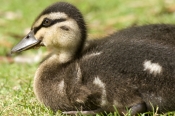 pacific-black-duck-picture;pacific-black-duck;pacific-black-duck-ducking-pacific-black-ducking;duckl