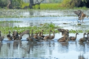 plumed-whistling-duck-picture;plumed-whistling-duck;plumed-whistling-ducks;plumed-whistling-duck-cam