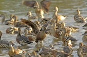 plumed-whistling-duck-picture;plumed-whistling-duck;plumed-whistling-duck;plumed-whistling-ducks;plu