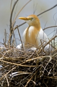 cattle-egret-picture;cattle-egret;adrea-ibis;breeding-cattle-egret;cattle-egret-on-nest;cattle-egret