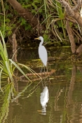 great-egret-picture;great-egret;ardea-alba;white-egret;australian-egret;great-egret-wading;great-egr