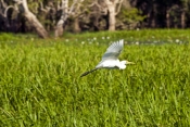 great-egret-picture;great-egret;ardea-alba;white-egret;australian-egret;great-egret-in-flight;great-