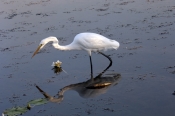 great-egret-picture;great-egret-stalking;great-egret-in-water;ardea-alba;kakadu-birds;kakadu-nationa