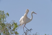 intermediate-egret-picture;intermediate-egret;ardea-intermedia;egret-breeding-plumage;egret-mating-p