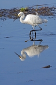 little-egret-picture;little-egret;egretta-garzetta;ardea-garzetta;egret-foraging-in-water;egret-in-w