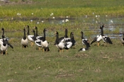 magpie-goose-picture;magpie-goose;magpie-geese;magpie-geese-flock;anseranas-semipalmata;australian-g