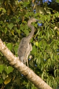 great-billed-heron-picture;great-billed-heron;great-billed-heron;Ardea-sumatrana;heron-standing-in-t