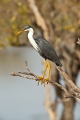pied-heron-picture;pied-heron;pied-egret;ardea-picata;pied-heron-fishing;pied-heron-standing;adult-p