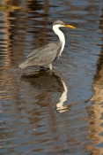 pied-heron-picture;pied-heron;pied-egret;ardea-picata;pied-heron-fishing;pied-heron-standing-in-wate