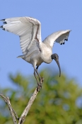 australian-white-ibis-picture;australian-white-ibis;white-ibis;ibis;australian-ibis;threskiornis-mol