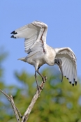 australian-white-ibis-picture;australian-white-ibis;white-ibis;ibis;australian-ibis;threskiornis-mol