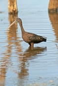 glossy-ibis-picture;glossy-ibis;plegadis-falcinellus;australian-ibis;ibis;dark-ibis;brown-ibis;ibis-