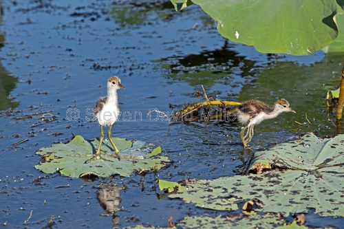 comb-crested jacana picture;comb-crested jacana;comb crested jacana;jacana;irediparra gallinacea;australian jacana;comb-crested jacana chicks;comb crested jacana chicks;chicks;baby birds;bird with big feet;cute baby bird;cute baby animal;bird on lily pad;lotus bird;corroboree billabong;mary river;wetland;northern territory;australian birds;steven david miller;natural wanders