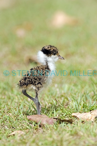 masked lapwing picture;masked lapwing;vanellus miles;lapwing;masked lapwing chick;lapwing chick;bird chick;baby bird;lapwing hatchling;hervey bay;queensland;steven david miller;natural wanders