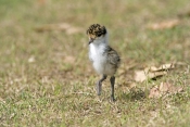 masked-lapwing-picture;masked-lapwing;vanellus-miles;lapwing;masked-lapwing-chick;lapwing-chick;bird