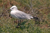 silver-gull-picture;silver-gull;seagull;larus-novaehollandiae;australian-gulls;new-zealand-gulls;aus