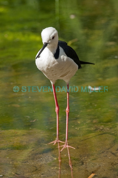 long legs;bird with long legs;stilt;black winged stilt;himantopus himantopus;pied stilt;alice springs desert park