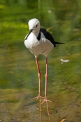 long-legs;bird-with-long-legs;stilt;black-winged-stilt;himantopus-himantopus;pied-stilt;alice-spring
