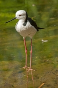 bird-with-long-legs;stilt;black-winged-stilt;himantopus-himantopus;pied-stilt;alice-springs-desert-p