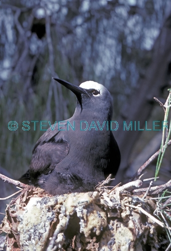 black noddy picture;black noddy;white-capped noddy picture;white-capped noddy;white capped noddy;white cap noddy;australian noddy;black noddy on nest;lady elliot island;coral cay;barrier reef island;great barrier reef;queensland;steven david miller;natural wanders