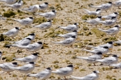 crested-tern-picture;crested-tern;crested-terns;flock-of-crested-terns;sterna-bergii;terns-standing-