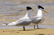 crested-tern-picture;crested-tern;crested-terns;two-crested-terns;sterna-bergii;terns-standing-on-fo